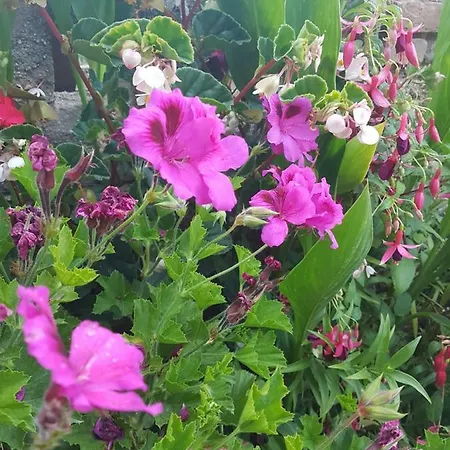 Flowery Tropea