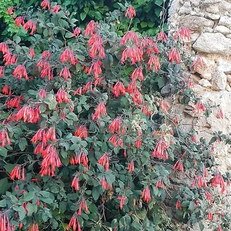 Flowery Tropea
